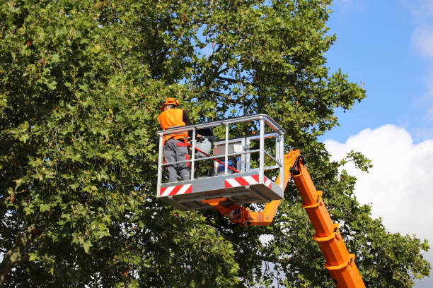 Tree Branch Trimming in Sparta, MI